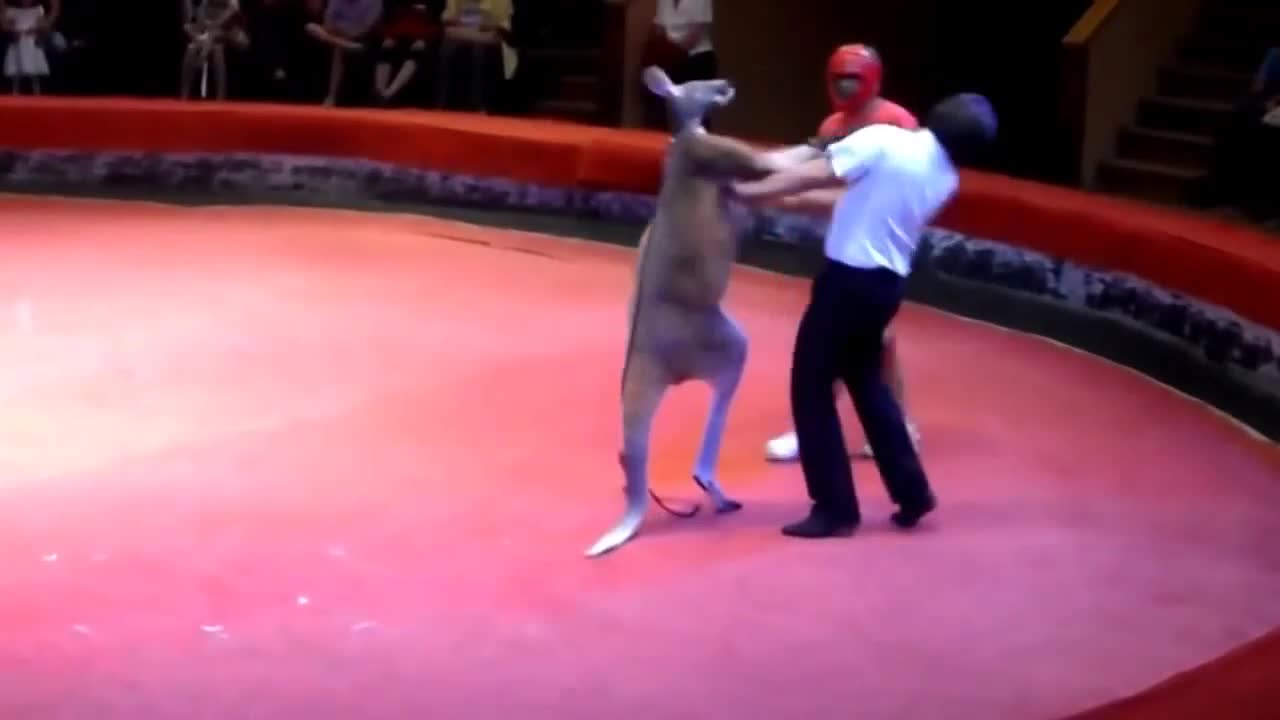 The Boxing Kangaroo