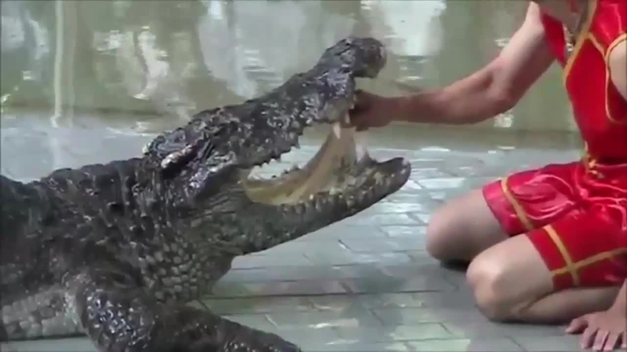 Hand in Crocodile Jaws