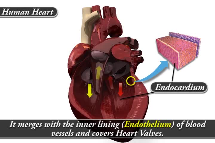 Human Heart