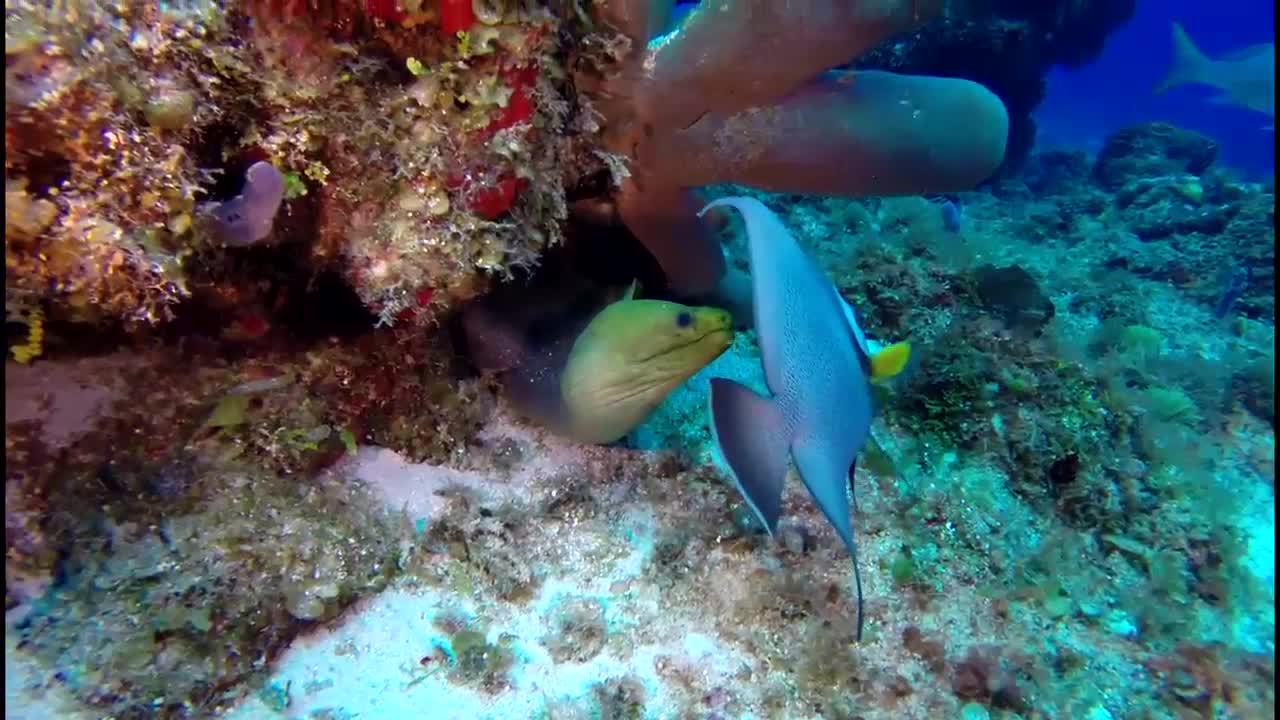 Green Moray Eel